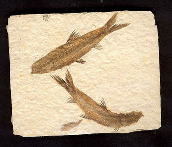 fossili (1)