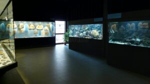 museo-dei-fossili-di-bolca