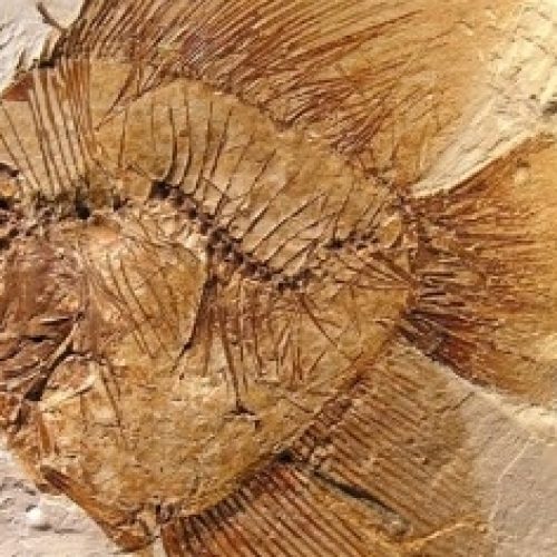 Gita al Museo dei Fossili di Bolca