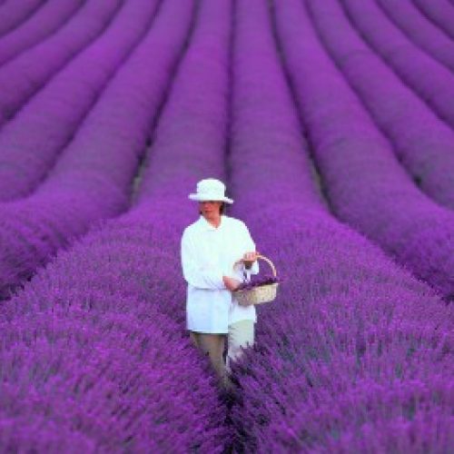 La raccolta della lavanda