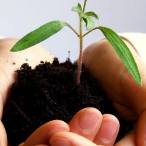 Corso teorico pratico per la conduzione di un orto biologico